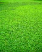 Grasses of all types